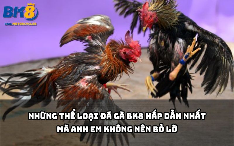 Đá gà BK8 mang đến đủ thể loại nảy lửa – từ Campuchia, Thomo đến cựa dao siêu hấp dẫn Đá gà BK8 mang đến đủ thể loại nảy lửa – từ Campuchia, Thomo đến cựa dao siêu hấp dẫn