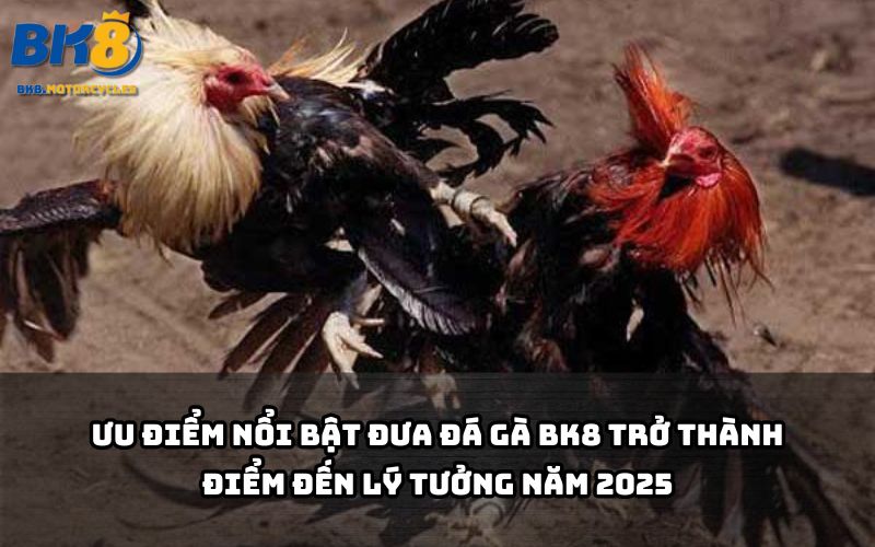Tốc độ mượt, tỷ lệ kèo ngon và bảo mật cao khiến Đá gà BK8 được anh em săn đón cuồng nhiệt Tốc độ mượt, tỷ lệ kèo ngon và bảo mật cao khiến Đá gà BK8 được anh em săn đón cuồng nhiệt