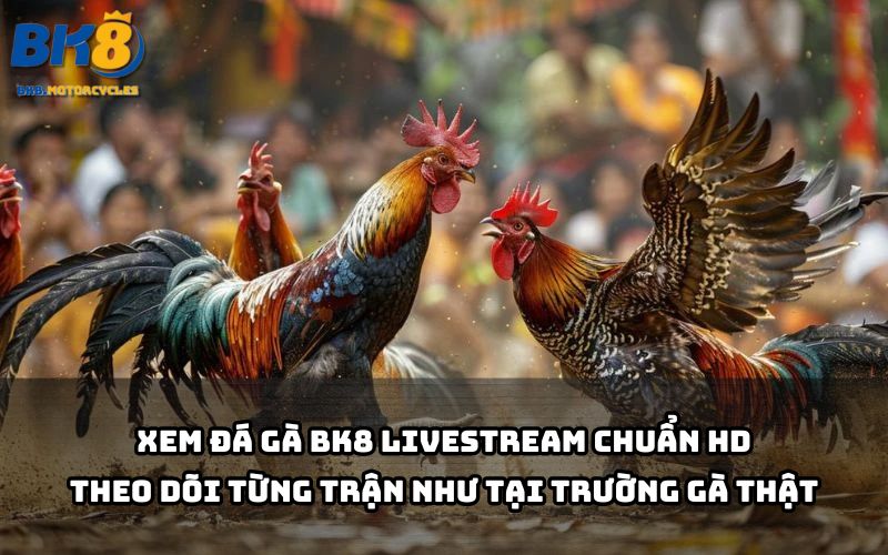 Đá gà BK8 phát sóng HD rõ nét, bắt trọn mọi pha ra đòn mãn nhãn như ngồi tại đấu trường Đá gà BK8 phát sóng HD rõ nét, bắt trọn mọi pha ra đòn mãn nhãn như ngồi tại đấu trường